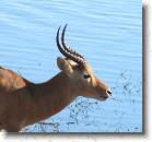 002 Antelope 1 DSC02883 * 2137 x 1997 * (1.66MB)